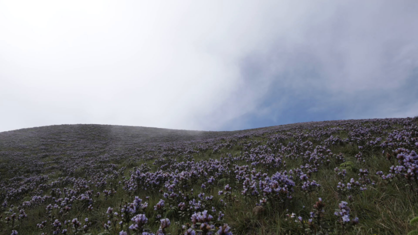 Clouds moving above a field of Neelakurinji flowers