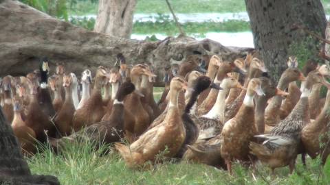 Flock of Ducks at Alappuzha, Kerala