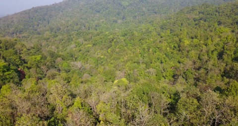 Aerial shot of thick forest