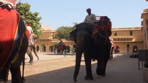 Amber Fort Elephant Ride, Rajasthan