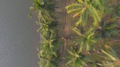 Aerial shot of coconut trees by a lakeside