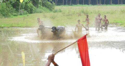 Bull Surfing in Kerala