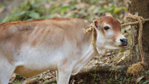 Calf tied to a tree munching grass