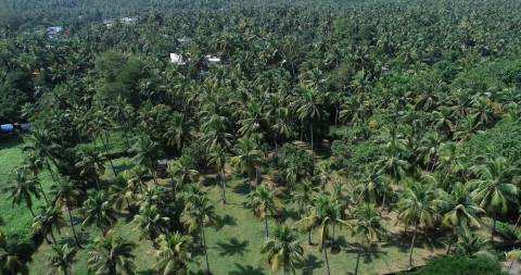 Aerial shot of Coconut trees in Kerala