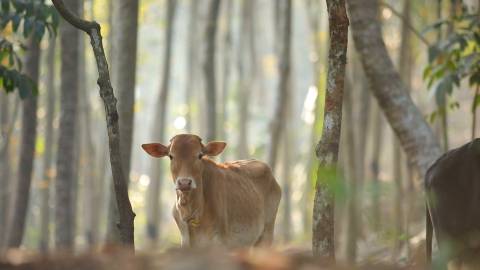 Innocent calf standing in between trees