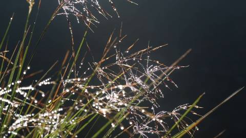 Dewdrops on grass