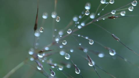 Dewdrops on the tips of grass blades