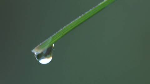 Close-up shot of dewdrop on grass