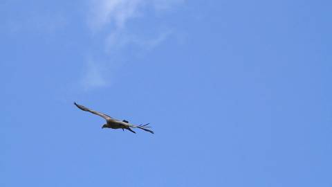 Vulture circling the Sky, Kerala