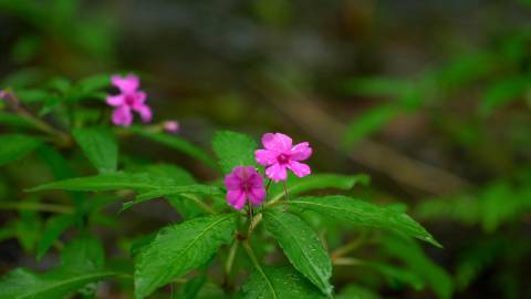 Magenta flower after rains