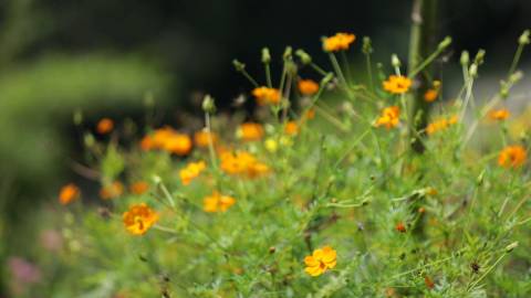 Close up shot of orange flowers