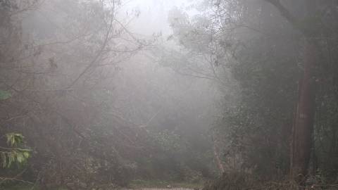 Foggy morning at Pampadum Shola National Park, Idukki