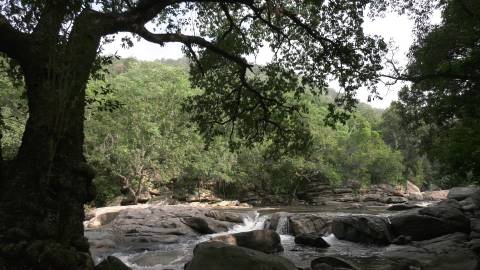 Forest river flowing through thick forest