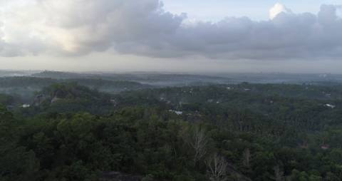 Dense and lush forest cover in Kerala