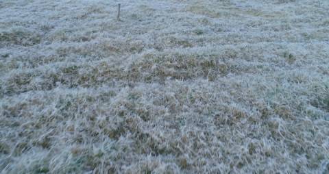 Thin layers of frost on Munnar meadows