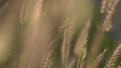 Grass panicles swaying in the wind