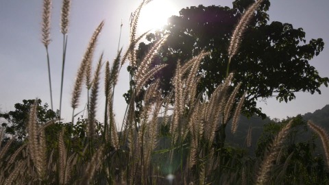 Grass swaying gently in the wind