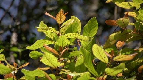 Green leaves under the sun