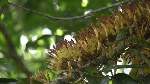 Creeper plants coexisting with larger trees