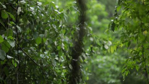 Grove of trees, Kerala