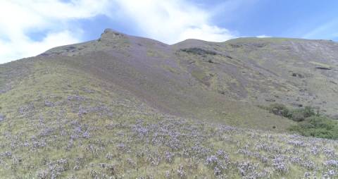 Neelakurinji flowers at Rajamala Hills, Munnar