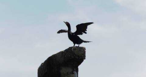 Little cormorant - Water birds in Kerala