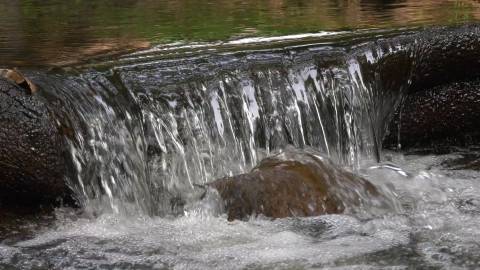 Pristine stream flowing inside a forest