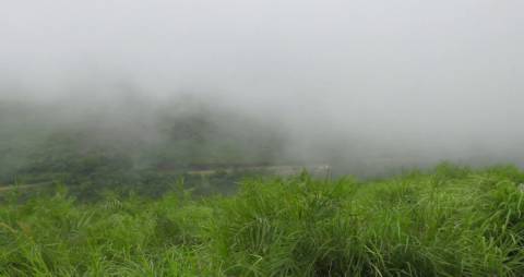 Mist enveloping nature like a blanket