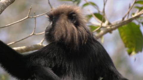 Close up shot of a Nilgiri Langur, Kerala