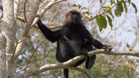 Nilgiri Langur on a tree, Kerala