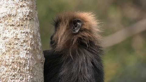 Nilgiri Langur, Western Ghats, Kerala