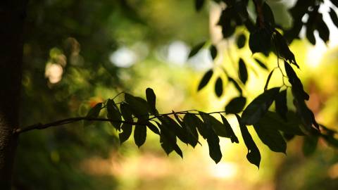 Foliage inside a thick green forest