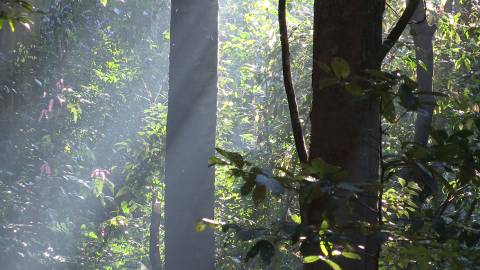 Trees bathed in morning light, Kerala