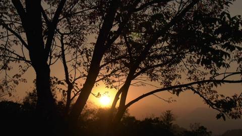 Morning Sun behind silhouette of trees