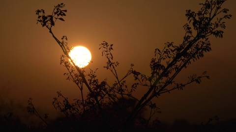 Bright morning sun behind silhouette of plants, Kerala