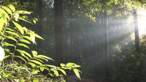 Morning shot from the woods, Kerala