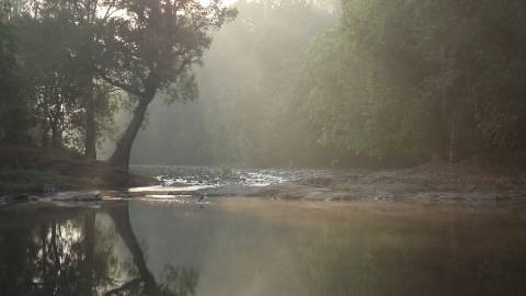 Lush green forest bathed in morning sunlight