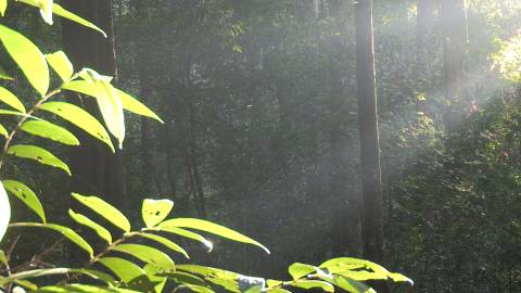 Morning light on plants and trees