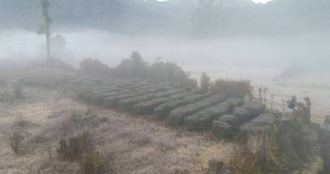 Thick fog and frost covered Munnar landscape