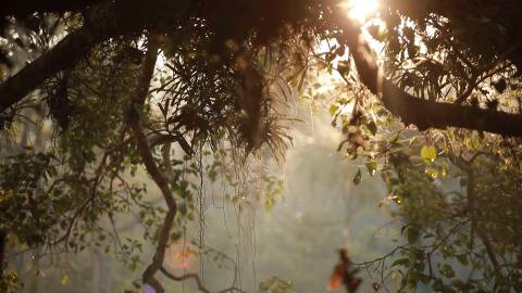 Sun rays seeping through trees