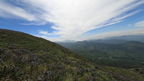 Neelakurinji flowers at Idukki hill ranges, Kerala