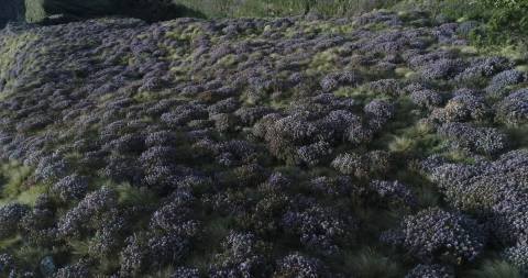 Aerial shot of Neelakurinji flowers, Kolukkumalai