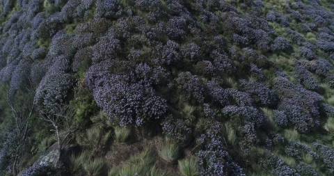 Neelakurinji Flowers at Theni, Tamil Nadu