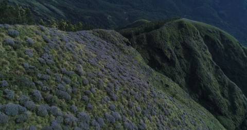 Clusters of Neelakurinji flowers at Kolukkumalai, Theni