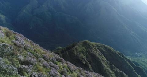 Neelakurinji blossoms at Kolukkumalai, Tamil Nadu