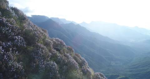 Kolukkumalai hills dotted with Neelakurinji flowers, Theni