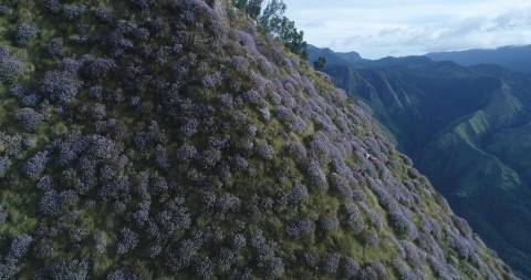 Aerial shot of Neelakurinji Flowers bloomed at Kolukkumalai, Theni