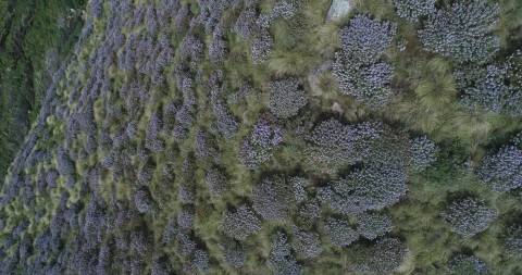 Neelakurinji flowers at Kolukkumalai, Theni