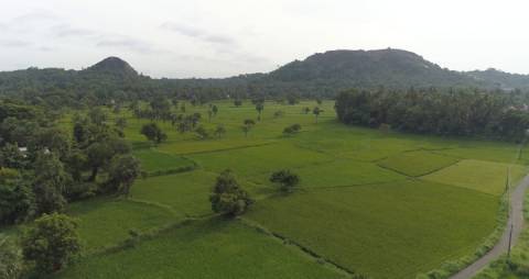 Aerial shot of paddy fields in Palakkad, Kerala