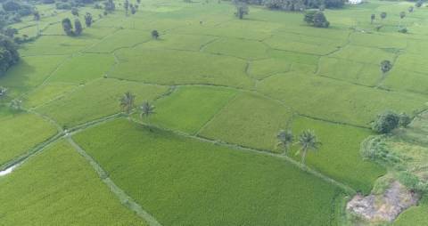 Green patches of paddy fields in Kerala